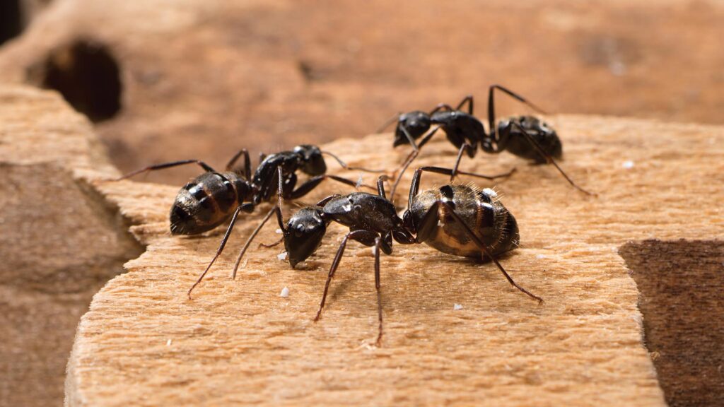 Three Carpenter Ants