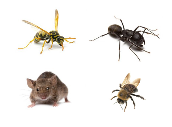 Integrated Pest Management: Do I have Mice? What Do I Do?