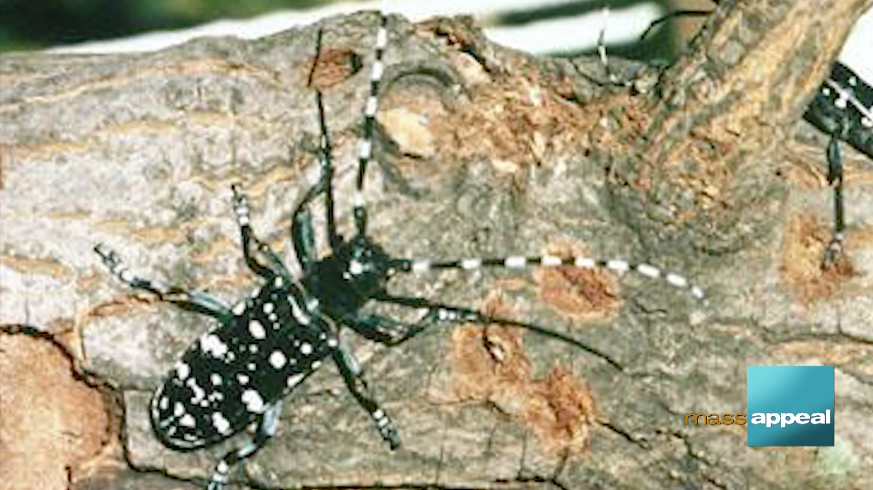 Asian Long-Horned Beetle a Threat to Local Trees