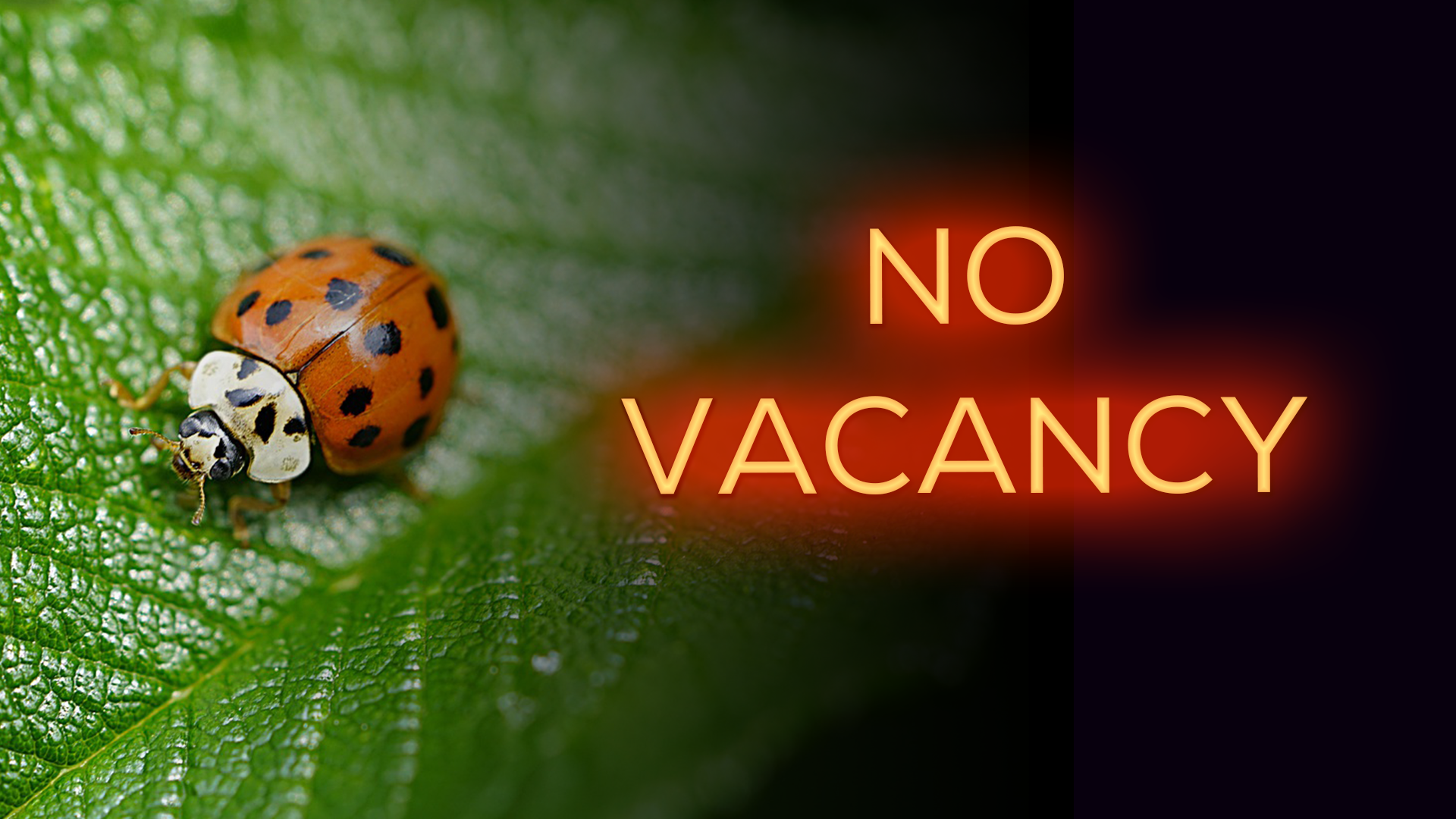 No Vacancy Asian lady bugs