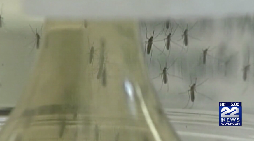 mosquitos segment on the news