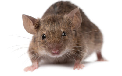 Why Are mice suddenly getting into my house?