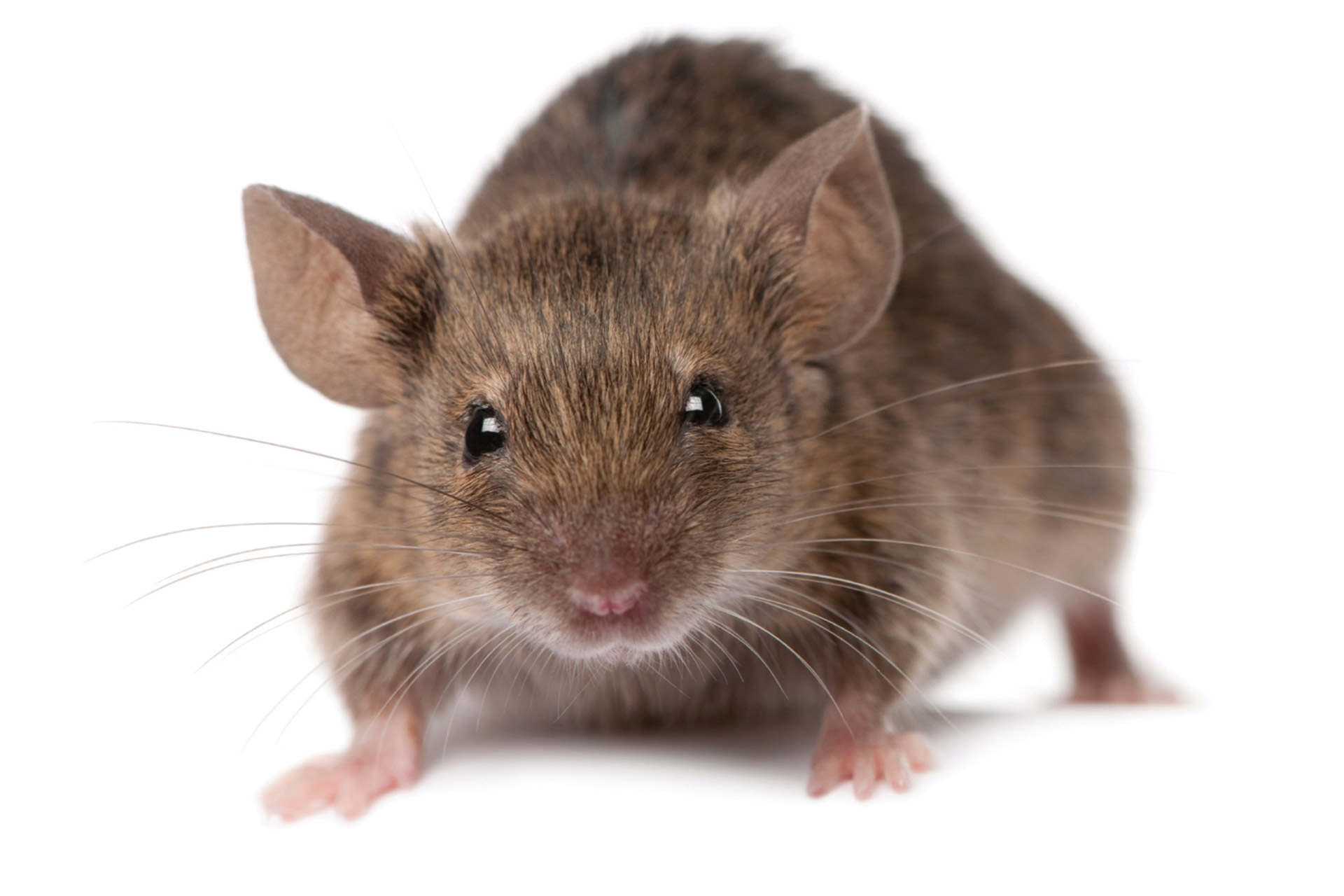 mouse-isolated House mouse