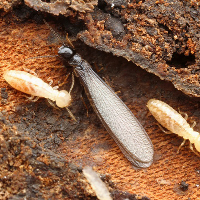 Termite Swarming Season Is Here!