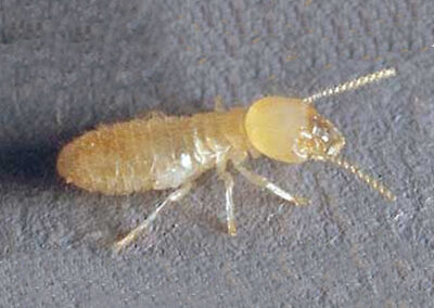 Termite worker