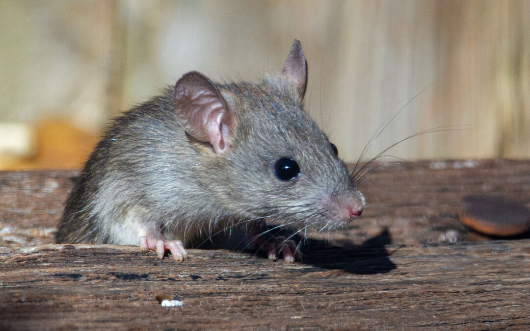 Tips for Preventing Winter Rodent Infestations