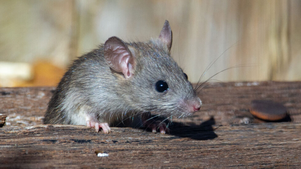 Preventing Winter Rodent Infestations Braman Pest