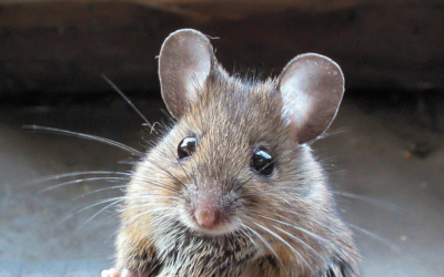 Rodent-Proof Your Home before Winter