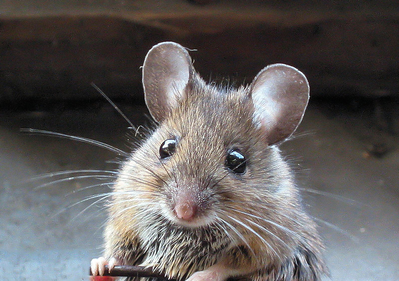 Close up of a house mouse