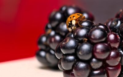 Finding Lots of Ladybugs Indoors? Here’s Why