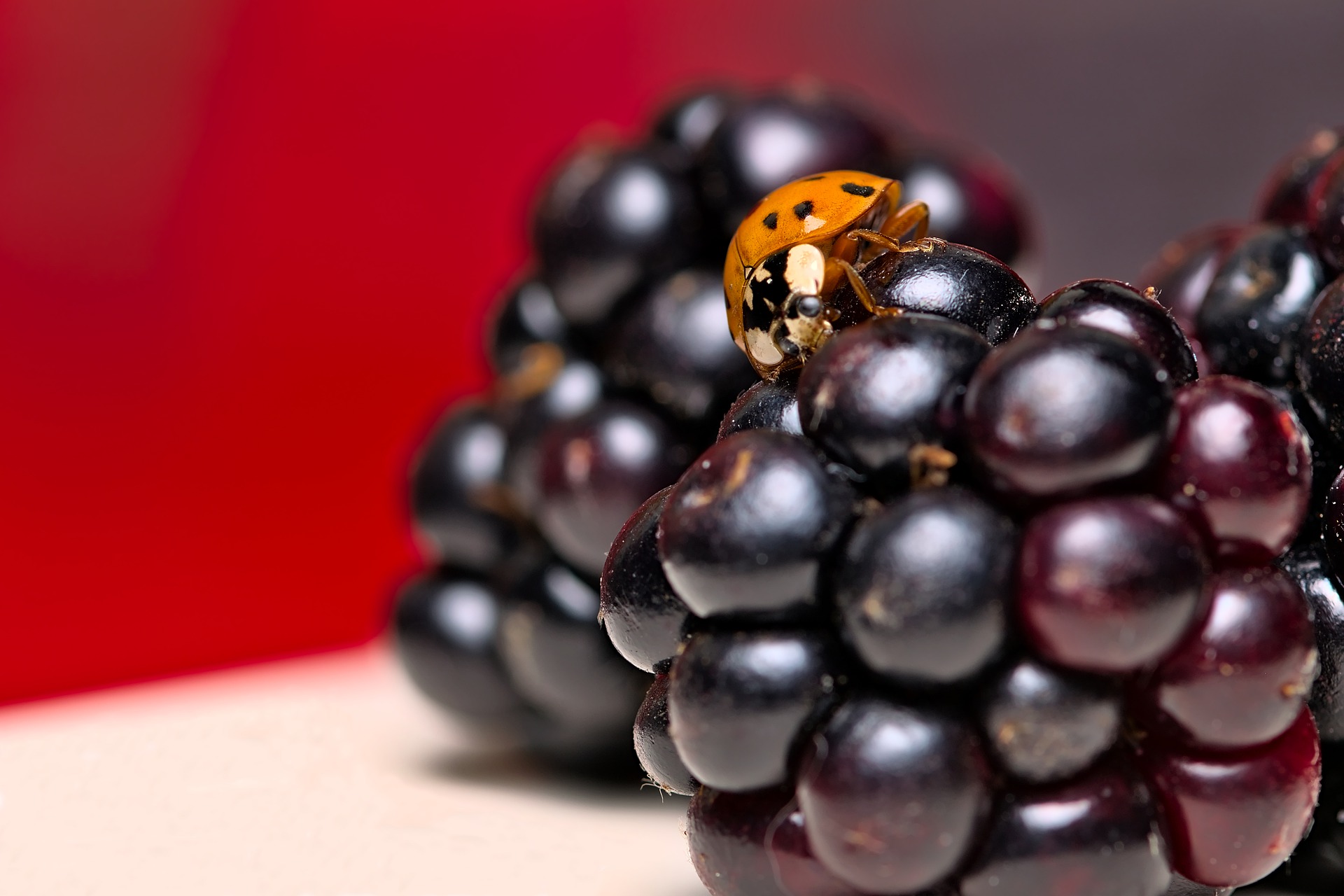 Asian lady beetle indoors on berries