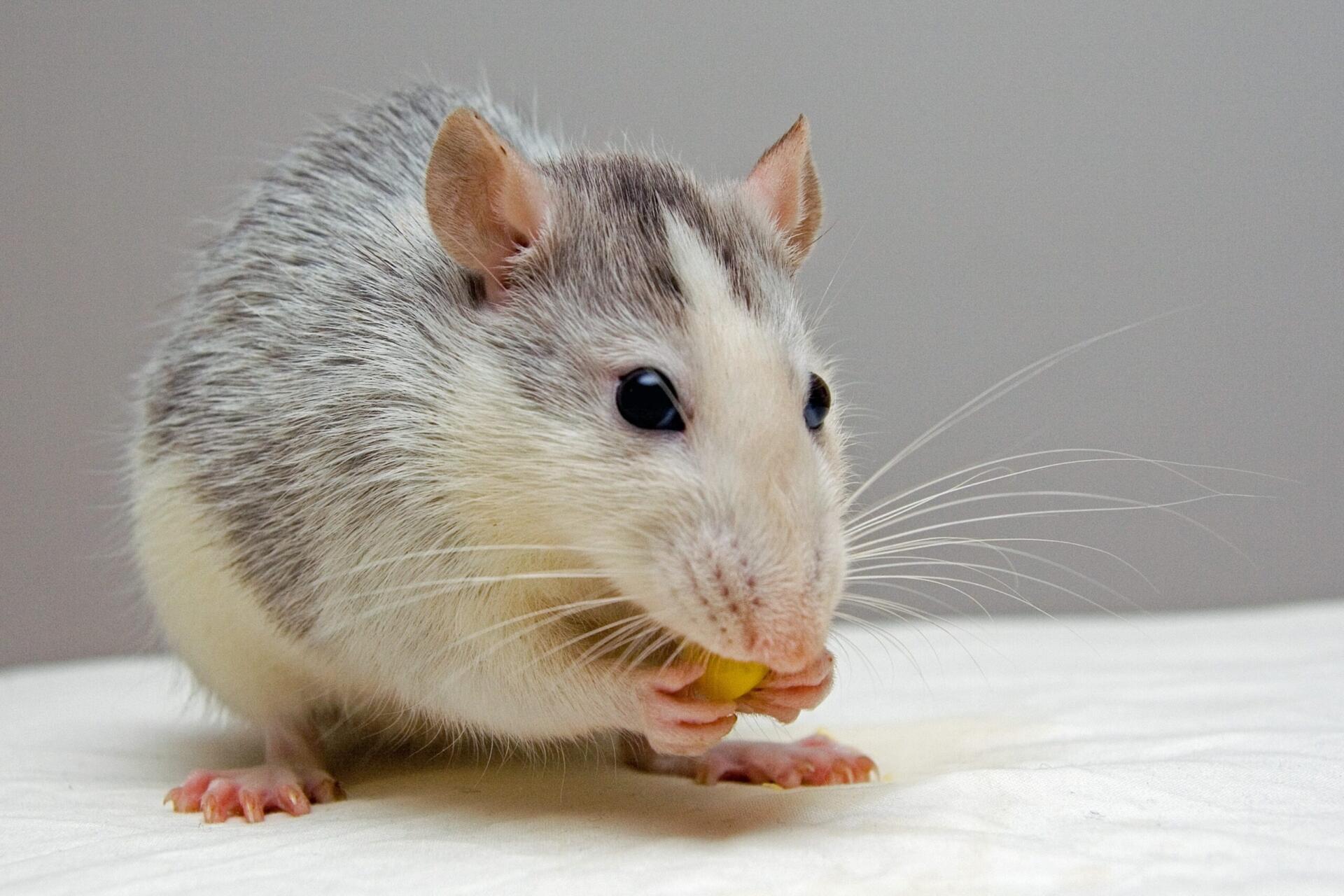 mouse eating food