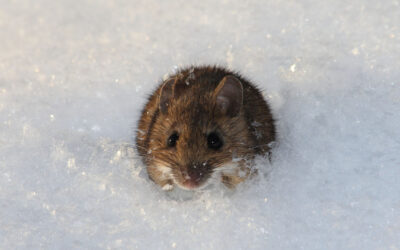Influx of Mice Enticed by Warm Homes as Temps Drop