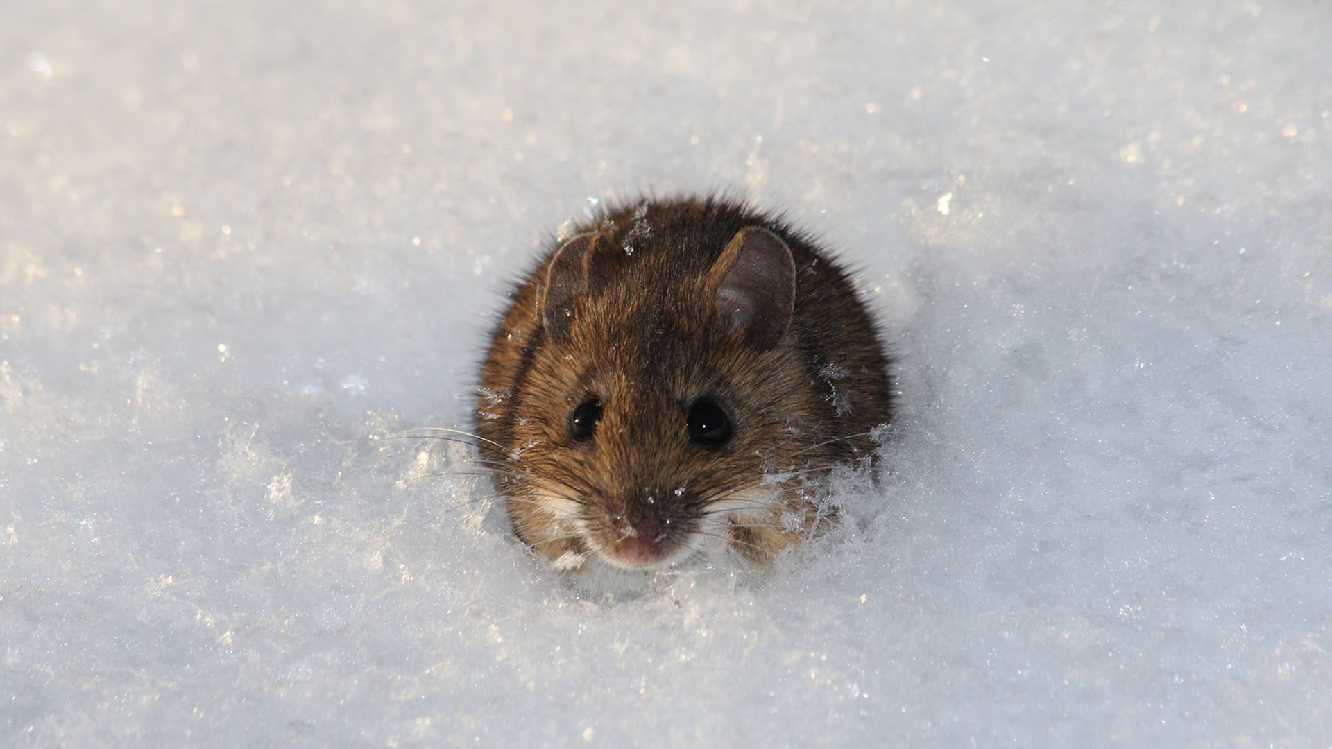 Mouse in snow