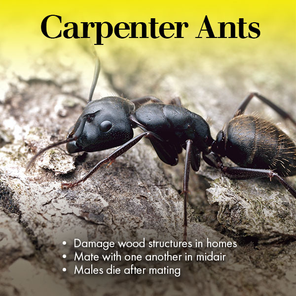 carpenter ant