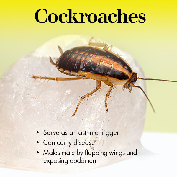 cockroach