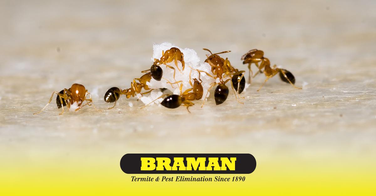 Love Bugs Mating Habits of Common Pests Braman Pest