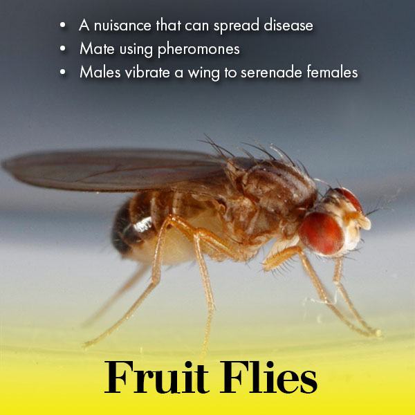 fruit fly