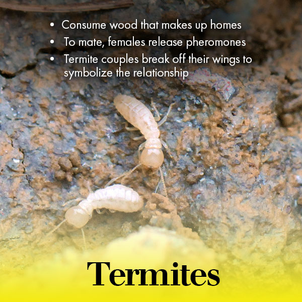 termites