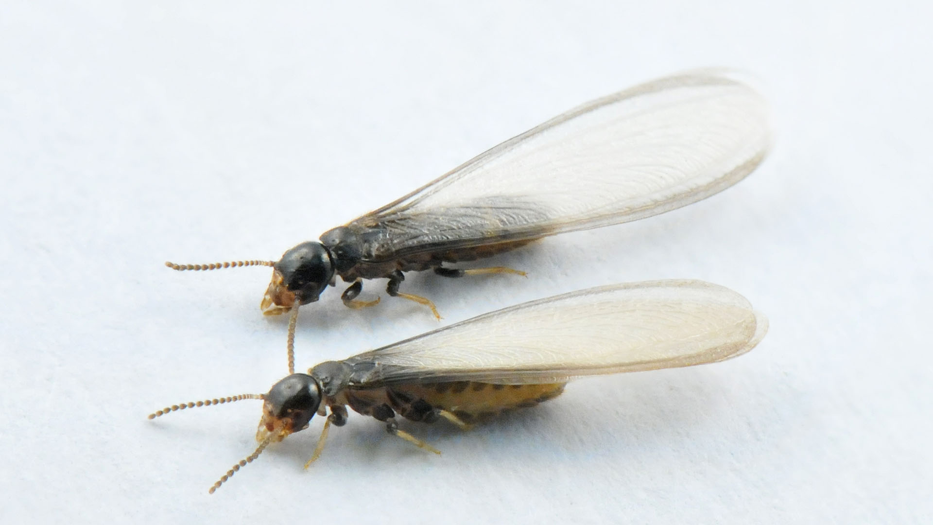 Two winged termites on a white background