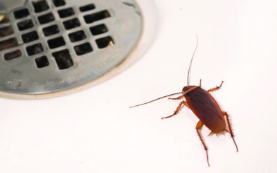 5 Natural Remedies to Keep Cockroaches Away for Good