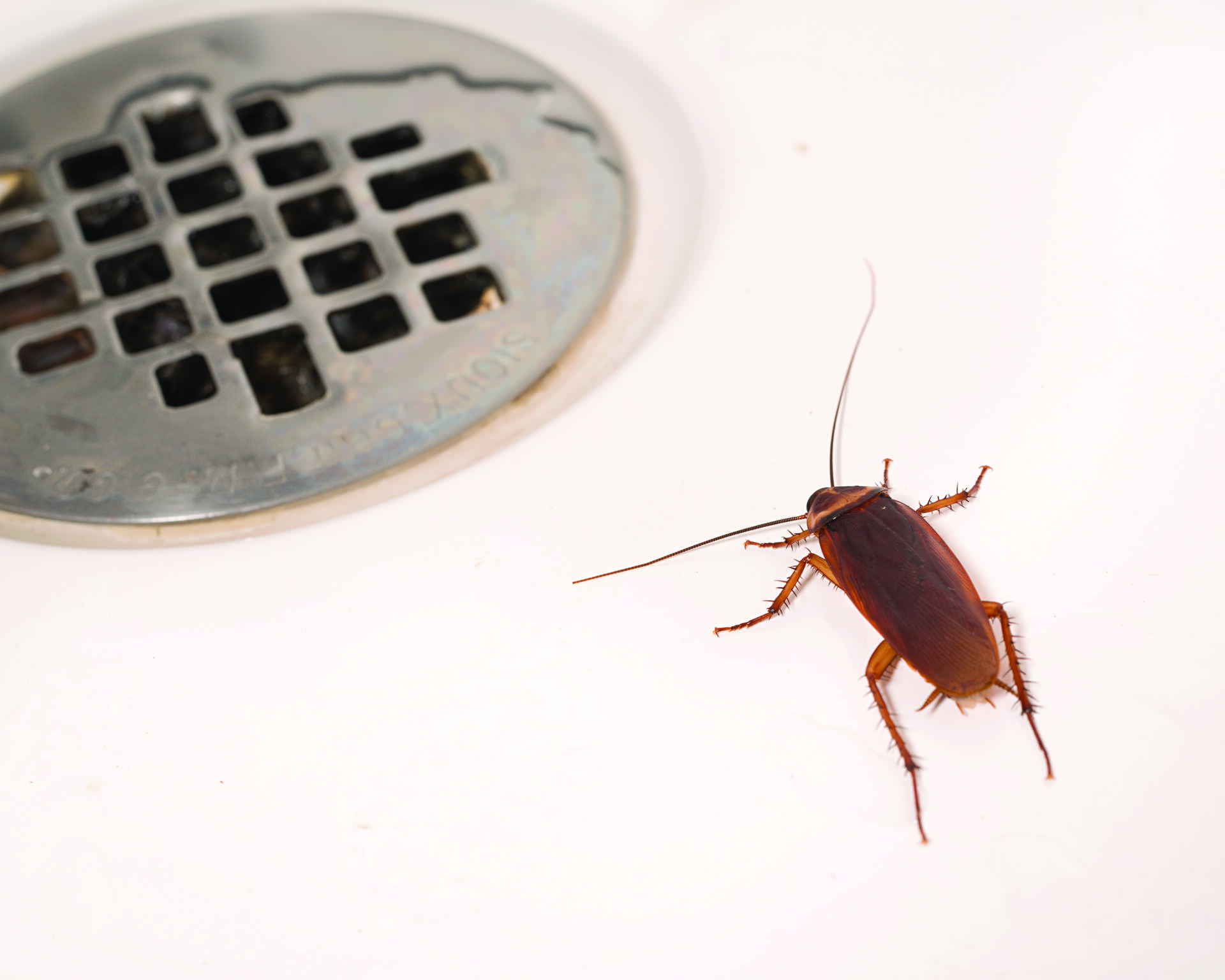 An American Cockroach in a shower