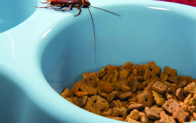 Cockroaches can be a root cause of allergy and asthma symptoms