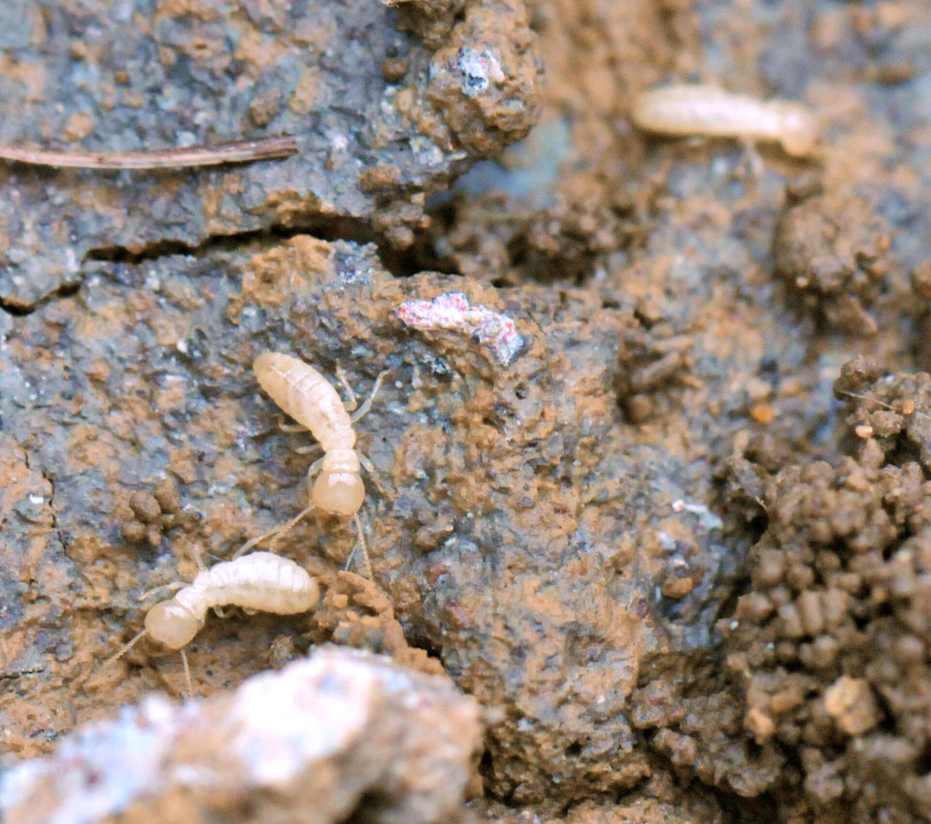 Eastern Subterranean Termite Workers