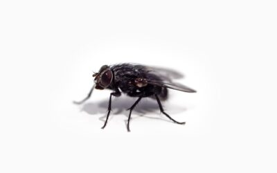 How House Flies and Fruit Flies Quickly Reproduce