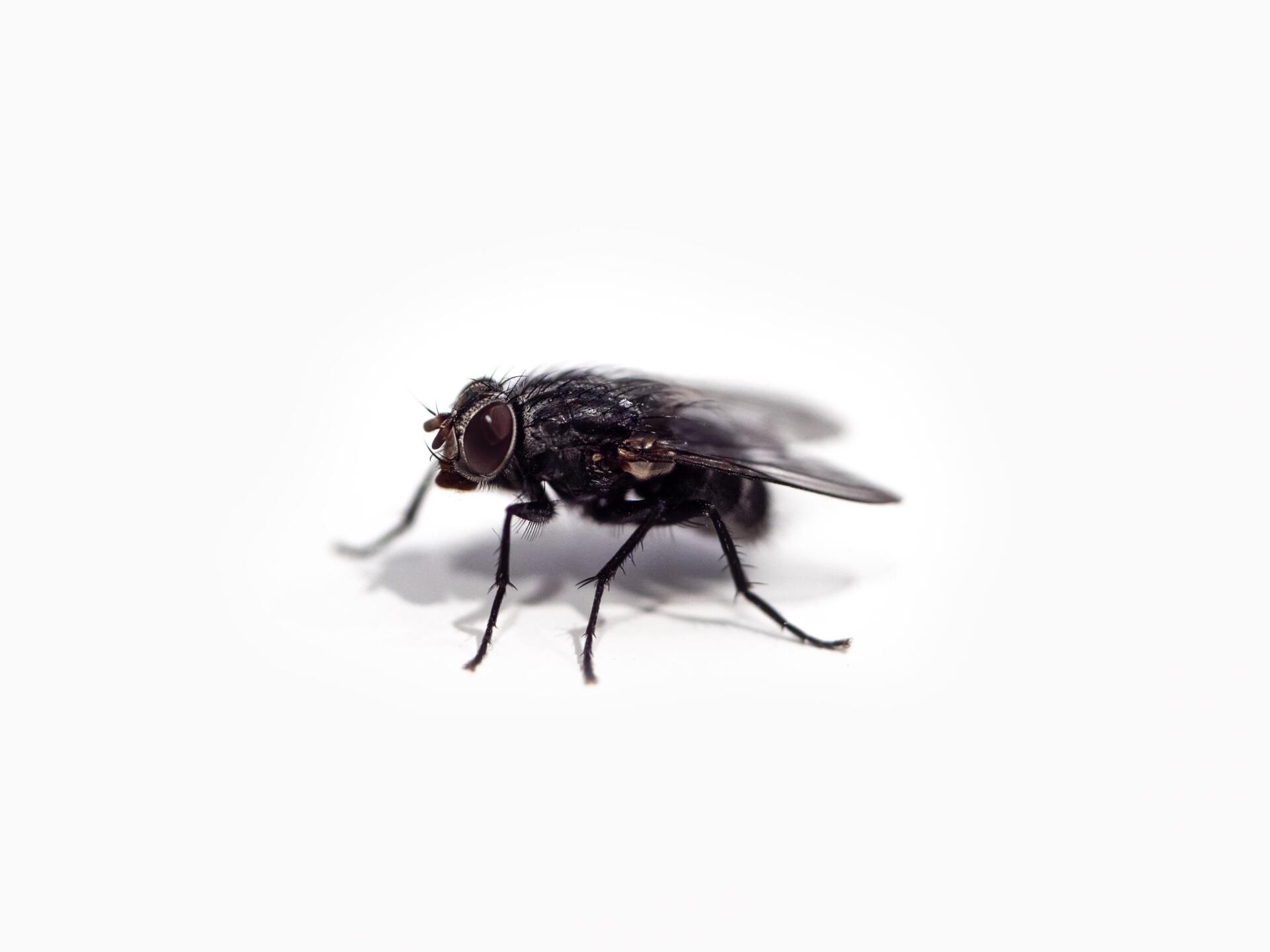 A black house fly on a white background