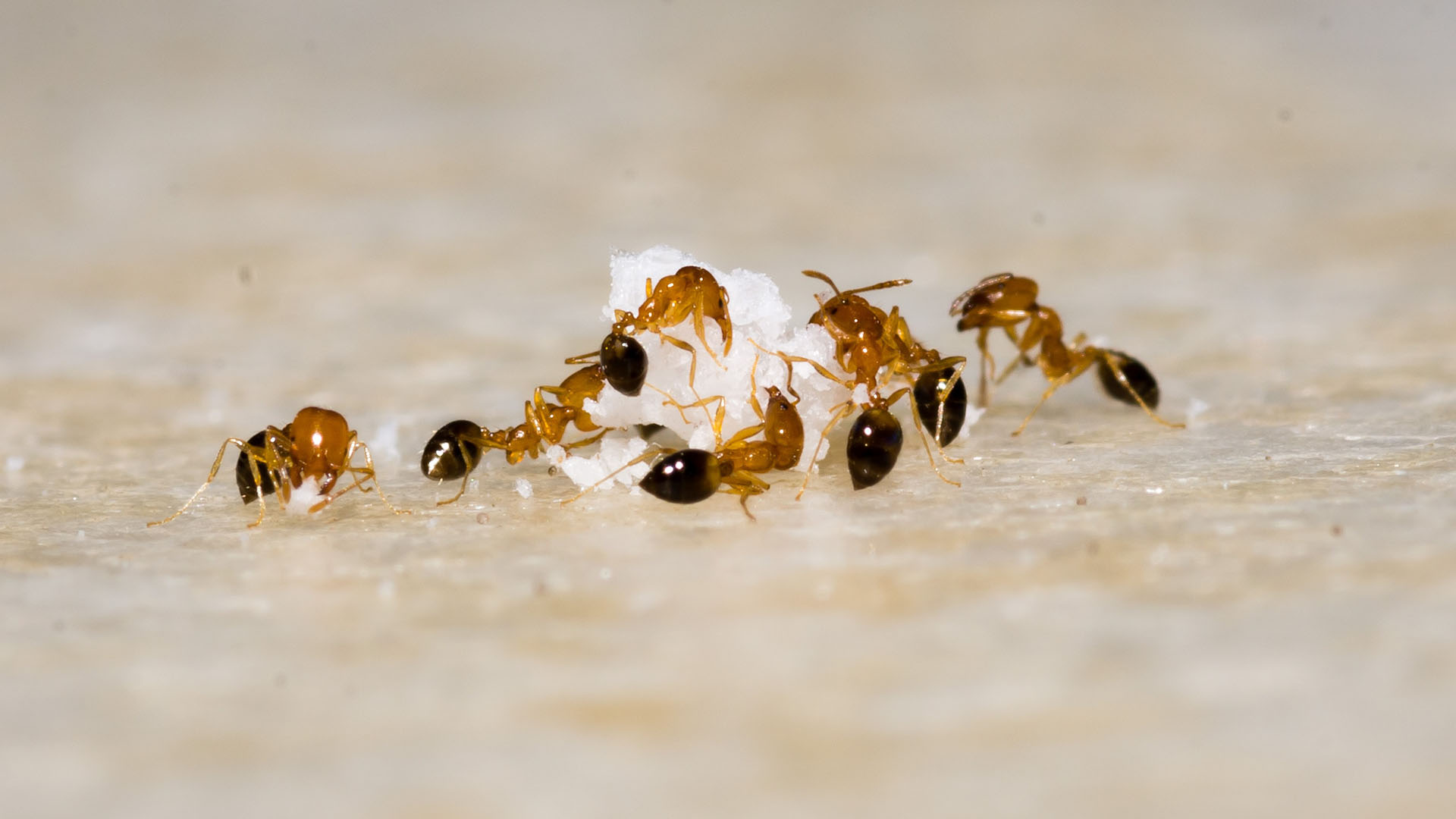 Ants eating a sugar cube