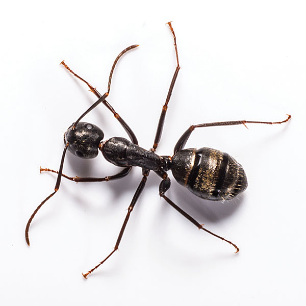 A carptenter ant