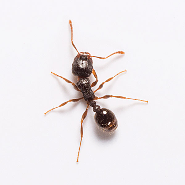 A pavement ant