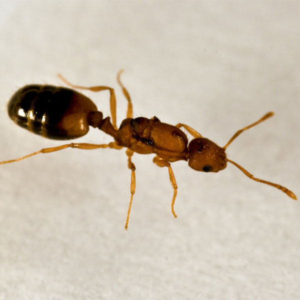 A pharoah ant