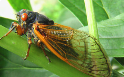 Some Insect Activity Heats Up During Heat Waves