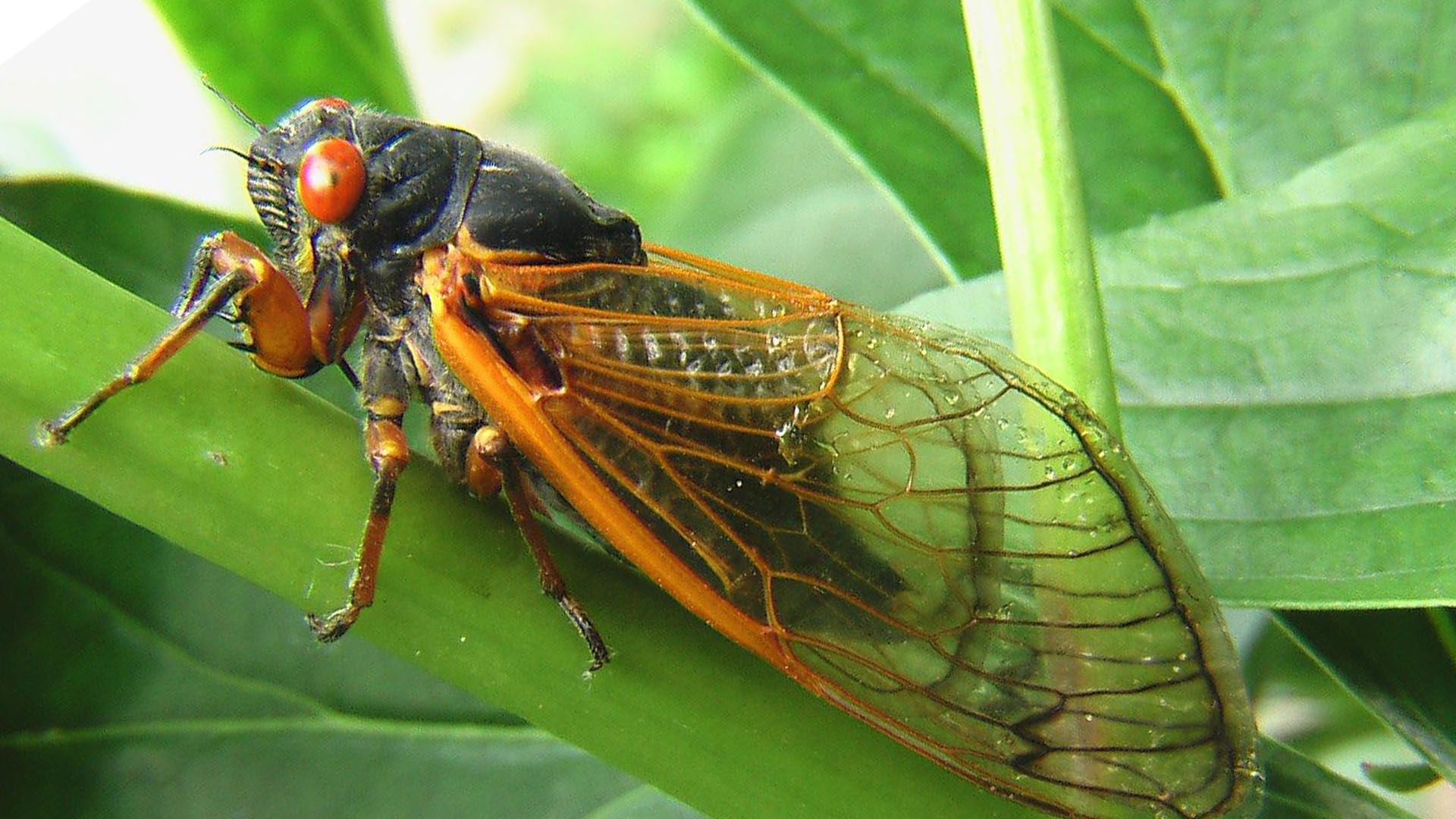 A close up of a cicada on a green plant