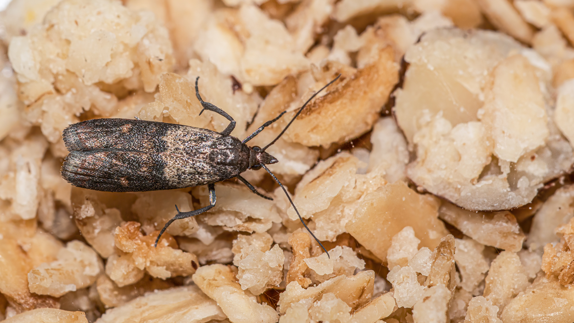 Sawtoothed grain beetle on top of loose grains