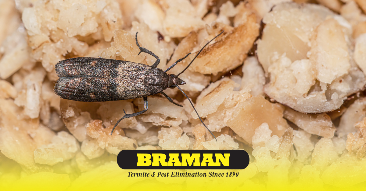 Put Pantry Pests to Rest Braman Pest