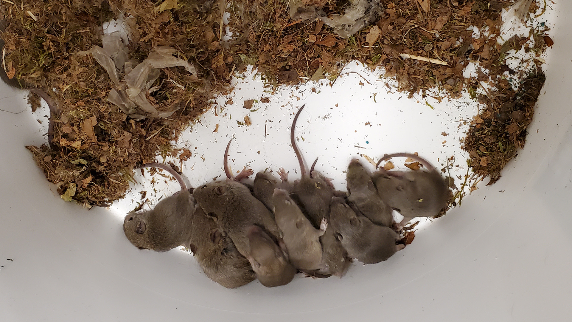 A nest of mouse pups