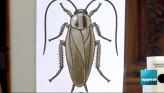 Illustration of a German cockroach
