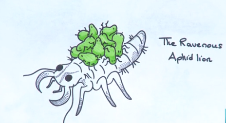 Illustration of a ravenous aphid lion