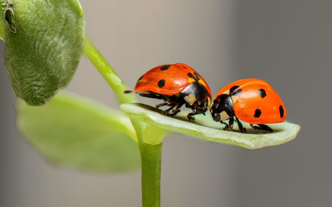 Warming Temps Drawing Insects Out of Hibernation