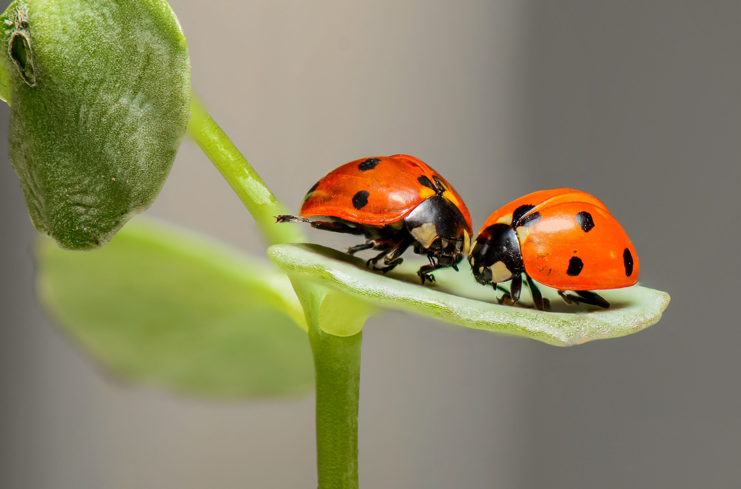 closeup of two ladybugs on a plant