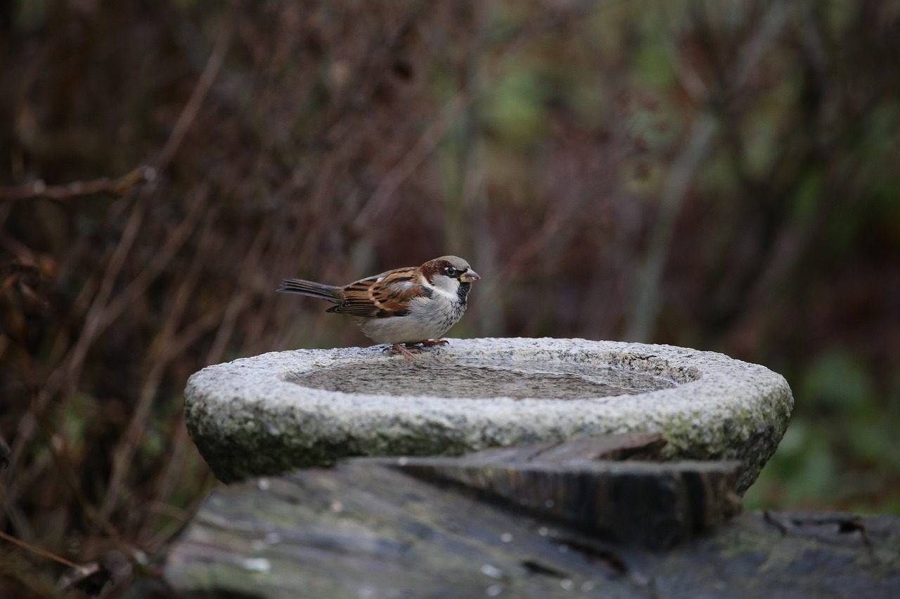 sparrow sitting on a stone birdbath