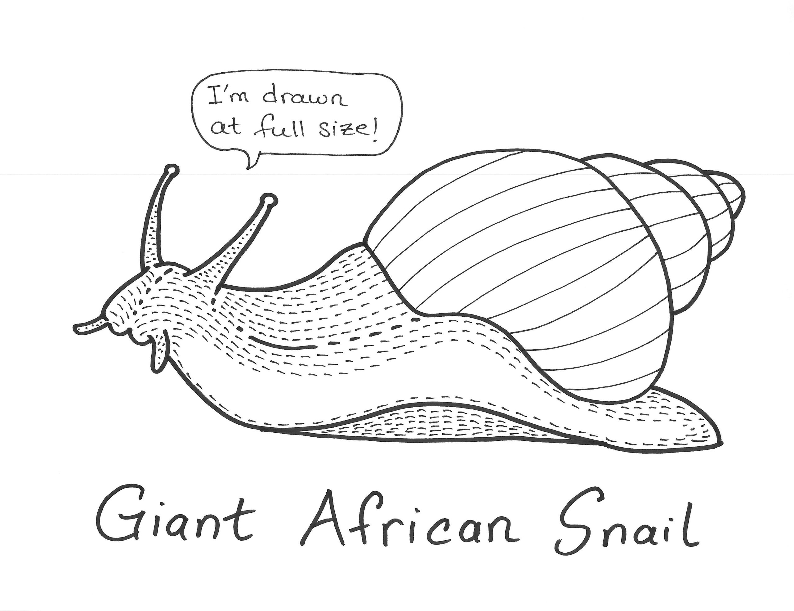 Illustration of Giant African Snail