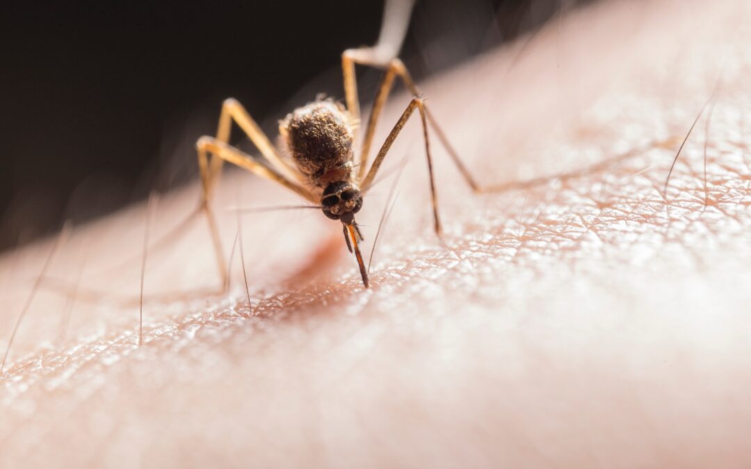 West Nile Virus Found in Mosquitoes in Palmer