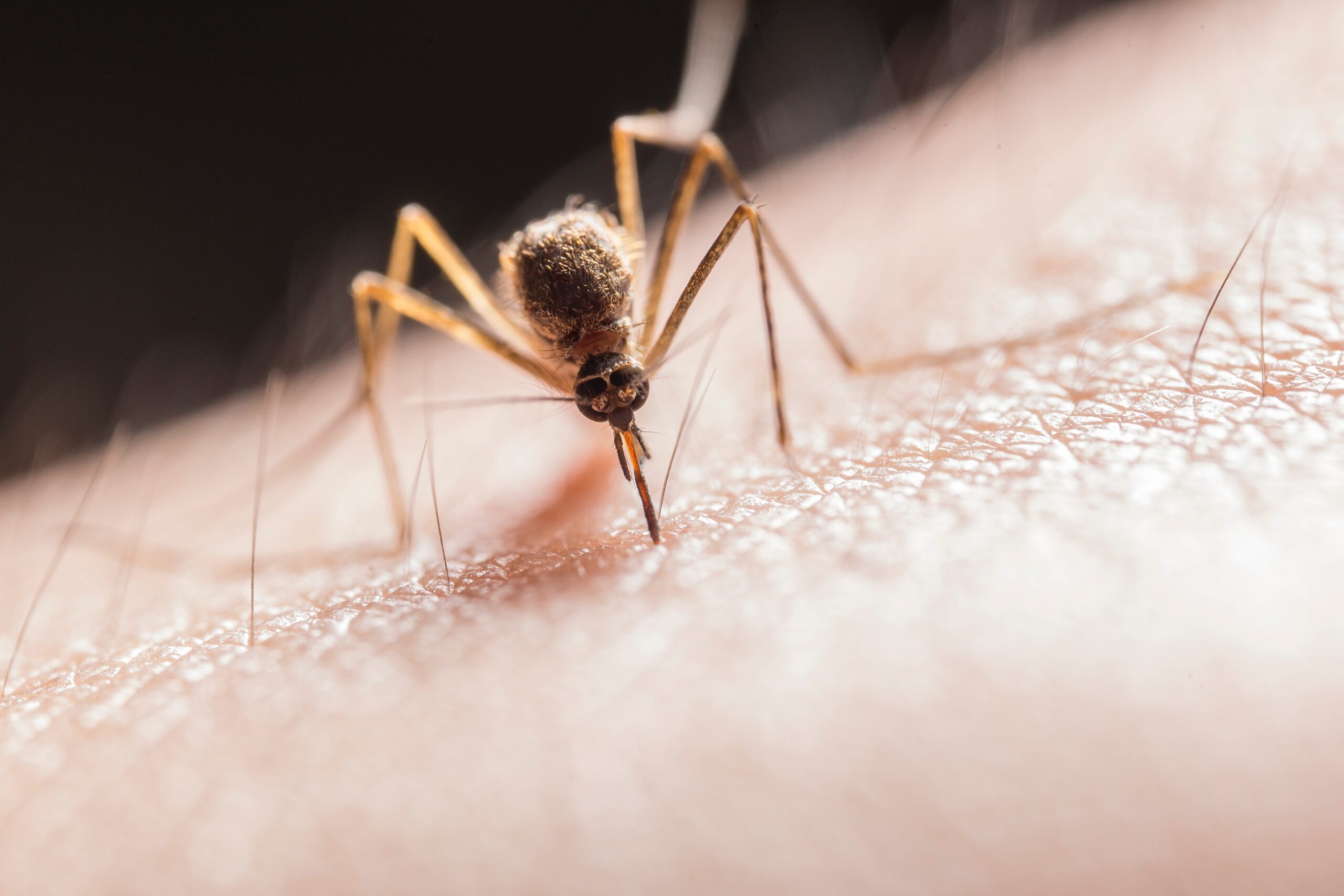 earth's deadliest creature, a mosquito biting a person