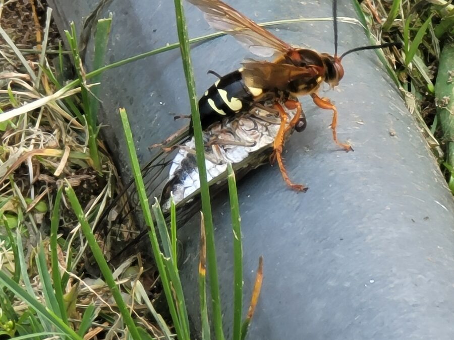 Cicada Killers: Not As Scary as They Sound