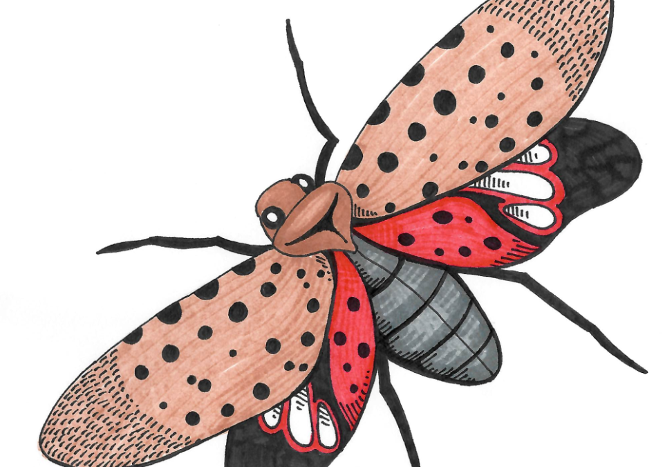 Nature Needs Your Help Battling Spotted Lanternflies