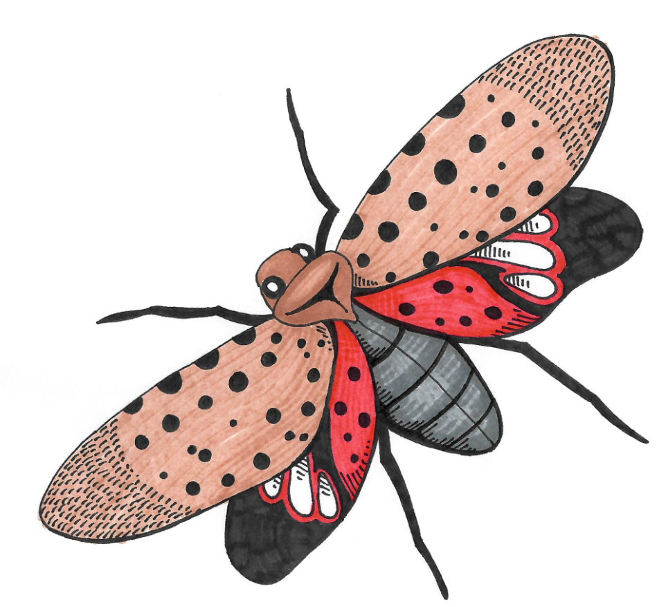 spotted lanternfly color illustration